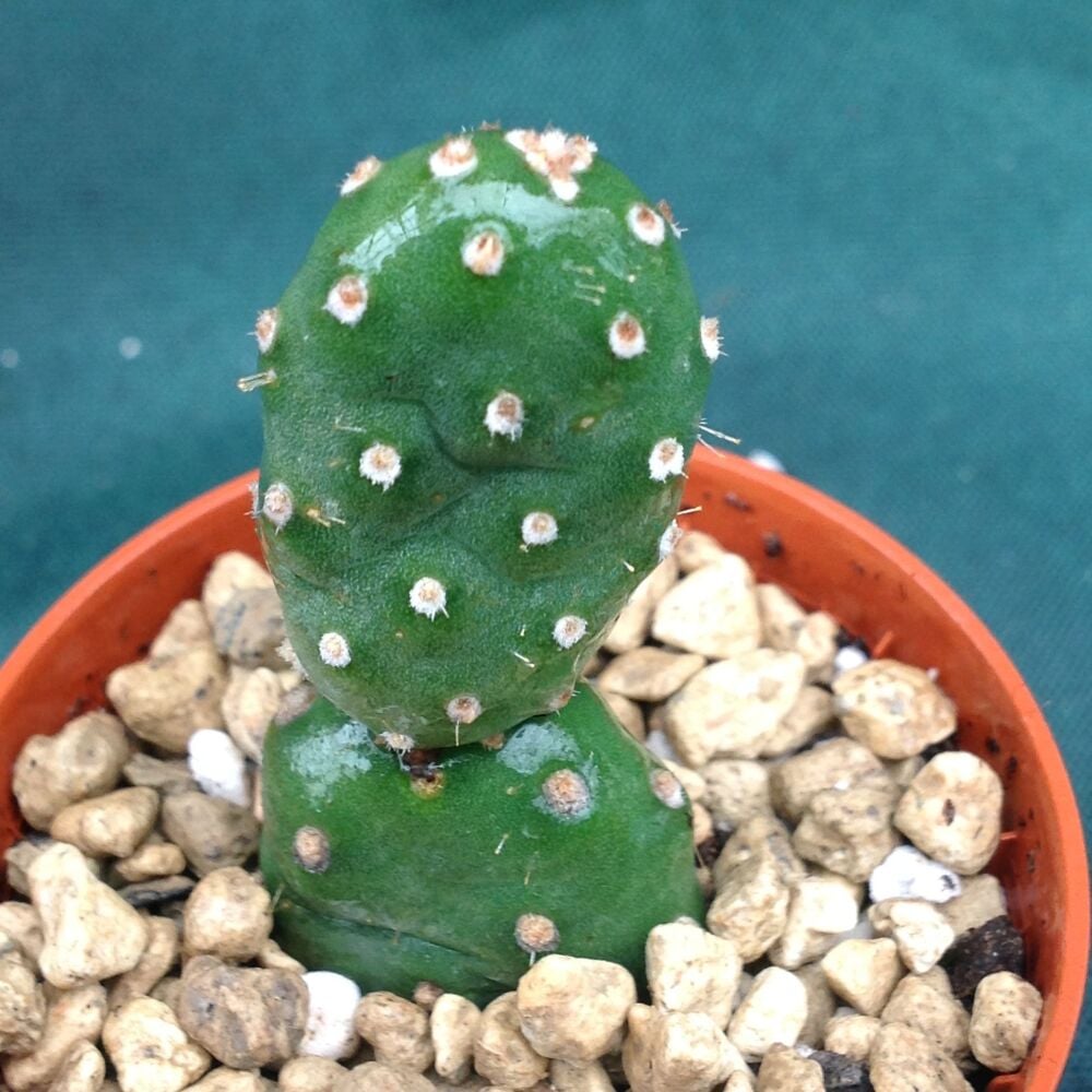 サボテン Opuntia fragilisHall Co Nebraska Opuntia fragilis 5.5cm