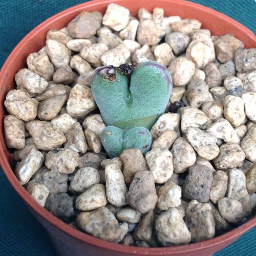 Conophytum chauvinae 5.5cm