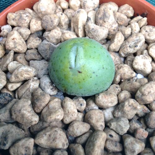 Conophytum uvaeforme 5.5cm