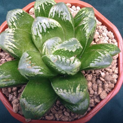 Haworthia truncata hybrid 12cm 24.03.21B