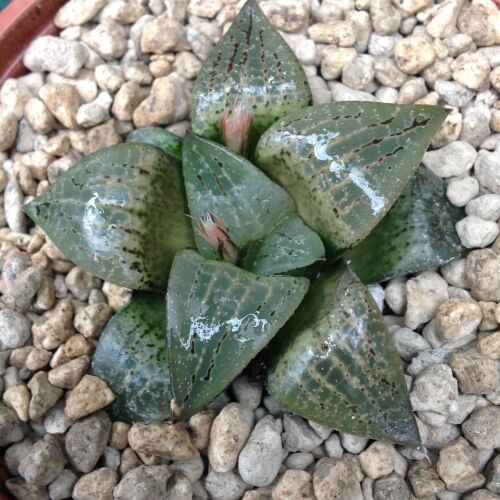 Haworthia comptoniana 10.5cm 24.03.20A