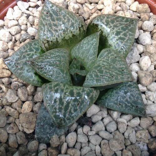 Haworthia comptoniana 9cm 29.03.24 B