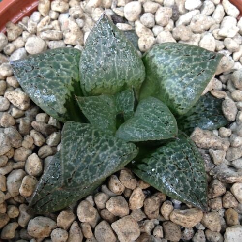 Haworthia comptoniana 9cm 29.03.24 C