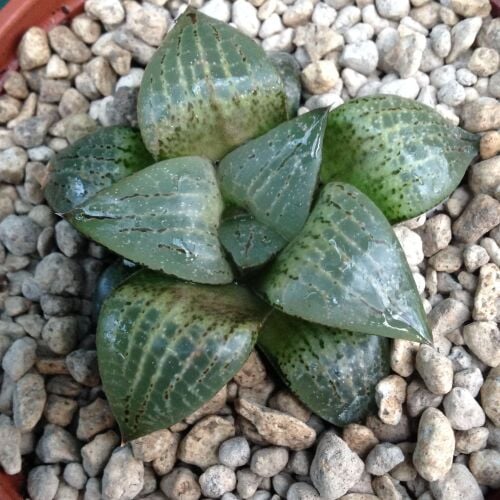 Haworthia comptoniana 9cm 29.03.24 E