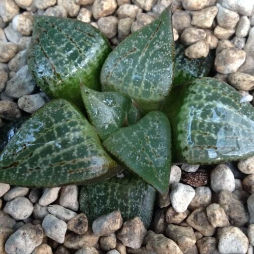 Haworthia comptoniana 9cm 29.03.24 F