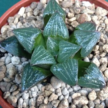 Haworthia hybrid 9cm 29.03.24 G