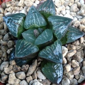 Haworthia hybrid 9cm 29.03.24 J