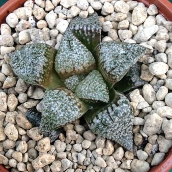 Haworthia picta 9cm 31.03.24 A