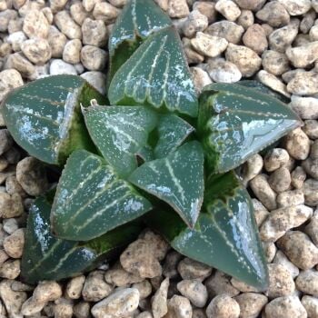 Haworthia retusa hybrid 9cm 31.03.24 B