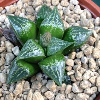 Haworthia retusa hybrid 9cm 31.03.24 C