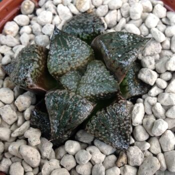 Haworthia picta 9cm 31.03.24 E