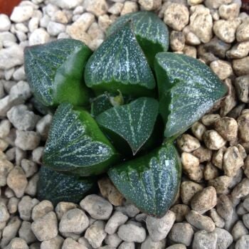 Haworthia retusa hybrid 9cm 31.03.24 G