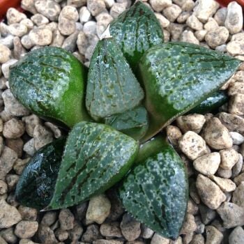 Haworthia picta hybrid 9cm 31.03.24 J