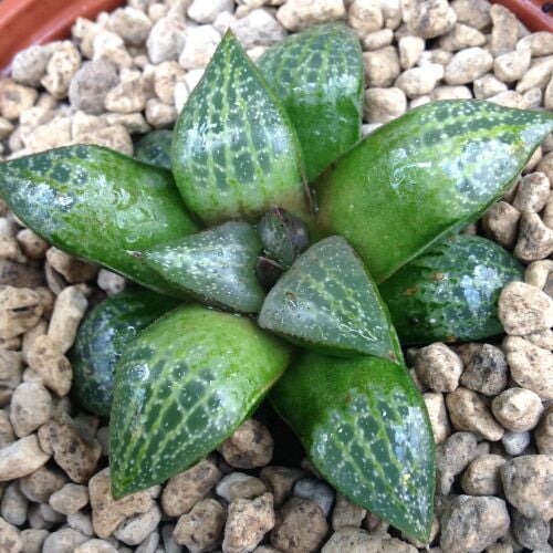 Haworthia comptoniana 9cm 31.03.24 K