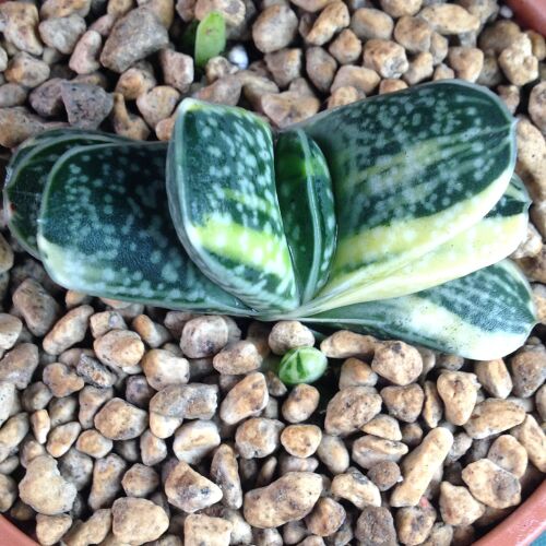 Gasteraloe maculata variegata 24.04 M 6.5cm