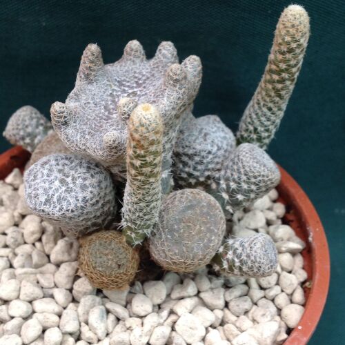 Opuntia clavaroides 6.5cm