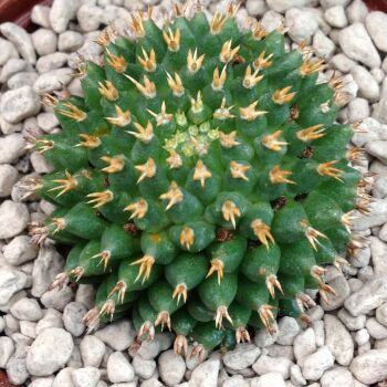 Mammillaria camptotricha cv Bru 6.5cms