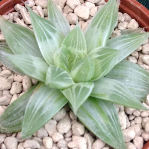Haworthia retusa cv Grey Ghost 9cm