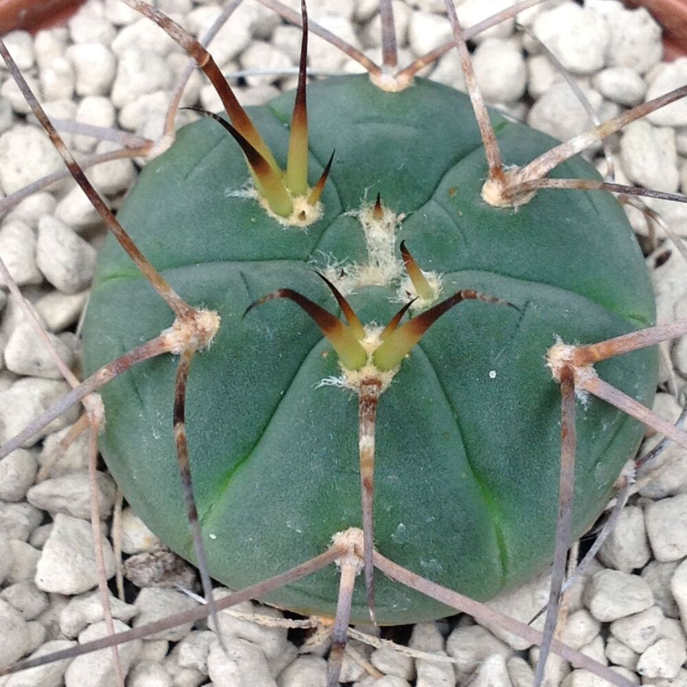 Gymnocalycium armatum 9cm