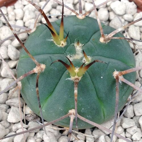 Gymnocalycium armatum  9cm