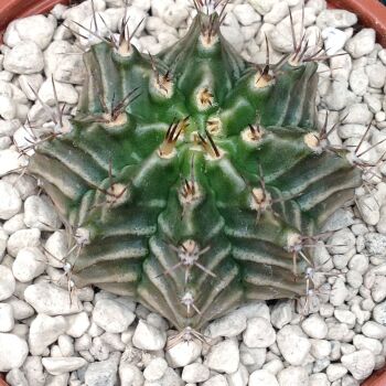 Gymnocalycium mihanovichii stenogonum  9cm