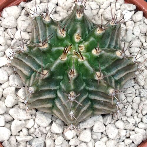 Gymnocalycium mihanovichii stenogonum  9cm