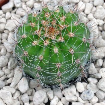 Echinopsis Schick Hybrid cv Raul Wallenberg ISI 2003.4 6.5cm