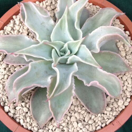 Echeveria cv Madiba 16cm