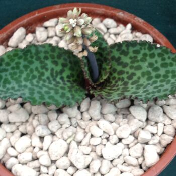 Drimiopsis purpurea 9cm