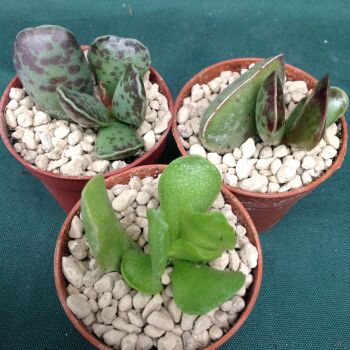 Adromischus Collection A 5.5cms