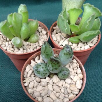 Adromischus Collection B - 5.5cms