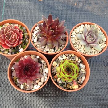 Sempervivum Collection A 6cms