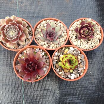 Sempervivum Collection B 6cms