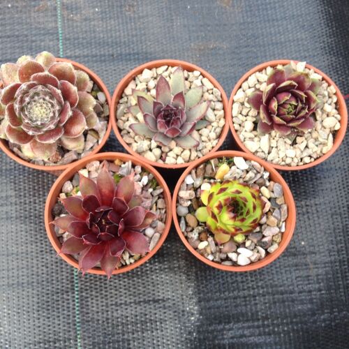 Sempervivum Collection B 6cms