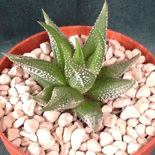 Haworthia fasciata ' concolor ' 6.5cm