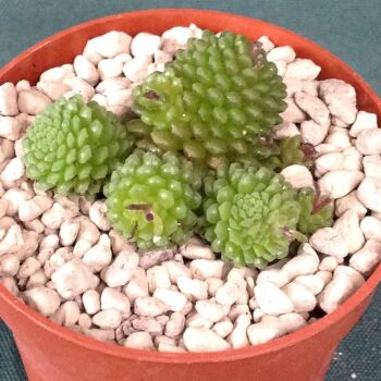 Monanthus polyphylla 6.5cm