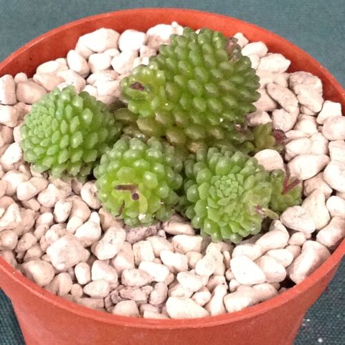 Monanthus polyphylla 6.5cm