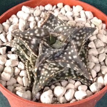 Aloe cv descoingsii 6.5cm