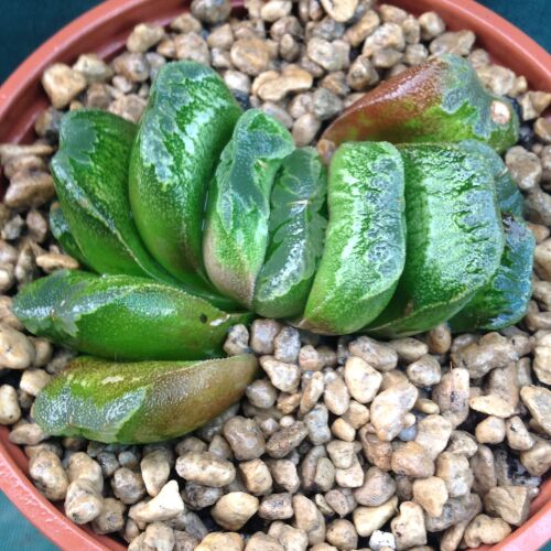 Haworthia truncata Hybrid 17.05.24 F 9cm