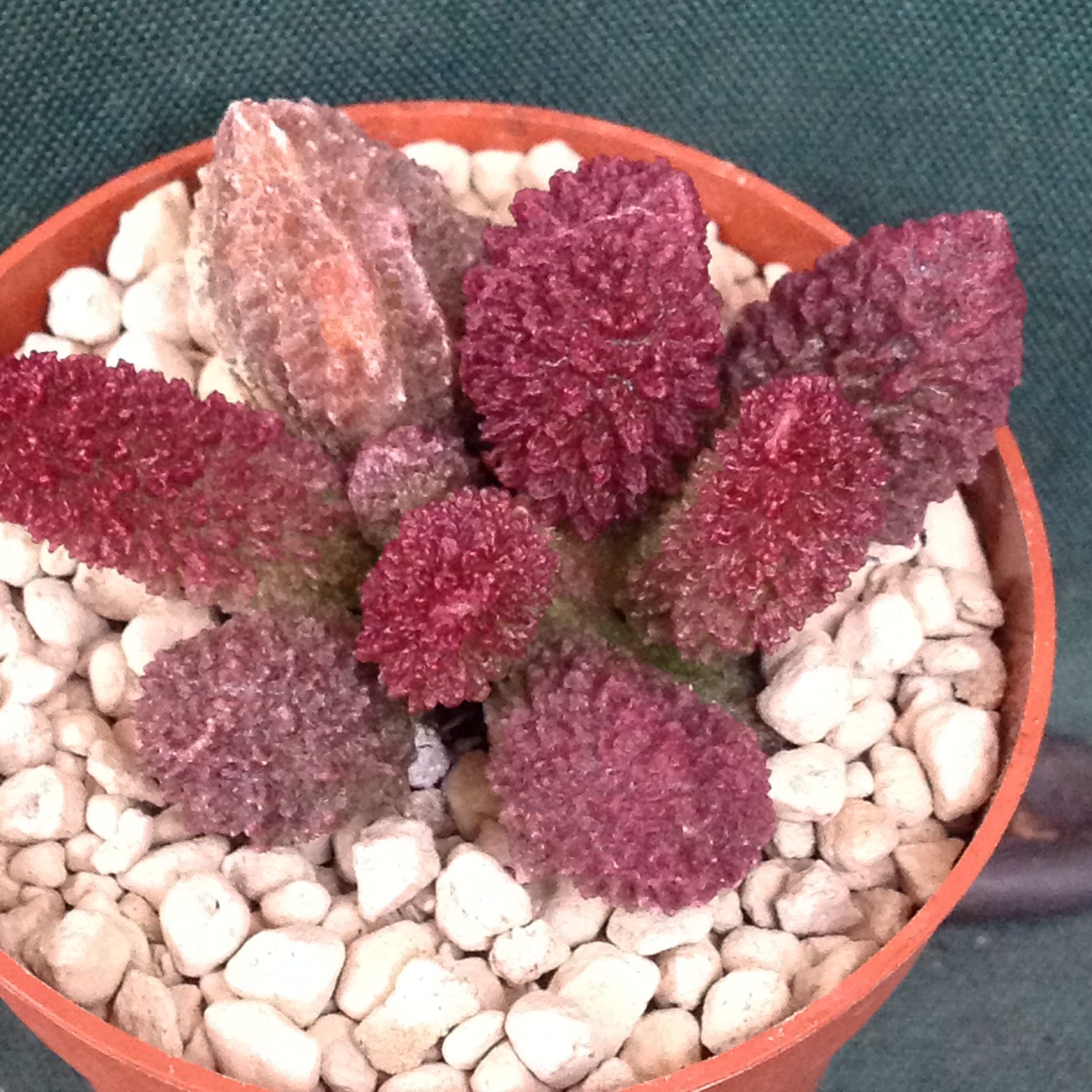 Adromischus herrei