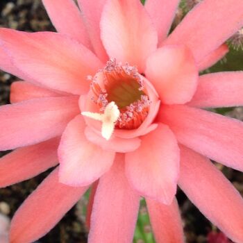 Hildewintera cv Woodside Peach
