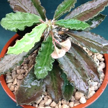 Euphorbia decaryi 9cm