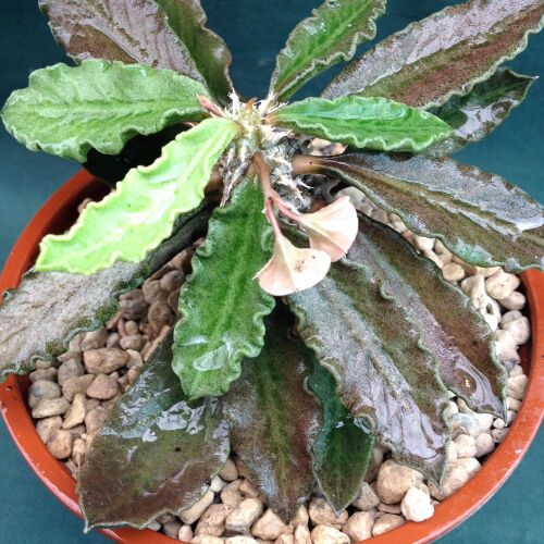 Euphorbia decaryi 9cm