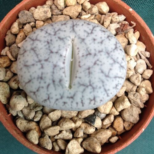 Lithops dinteri v frediricii 5.5cm