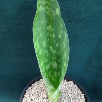 Sansevieria masoniana 1Litre