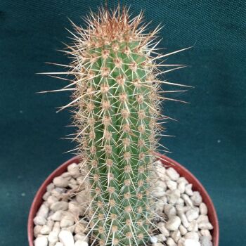 Cleistocactus tominensis