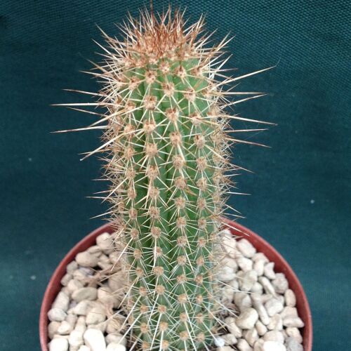 Cleistocactus tominensis