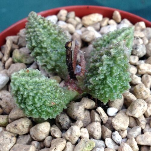 Adromischus herrei Green form