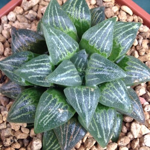 Haworthia retusa hybrid 30.08 A