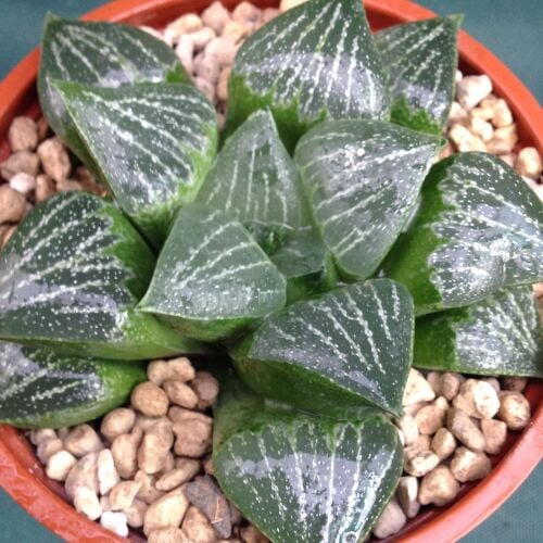 Haworthia retusa hybrid 30.08 C 9cm